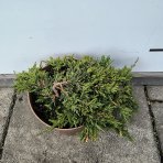 Borievka rozprestretá (Juniperus horizontalis) ´PANCAKE´ -  ø 5-10 cm, kont.C2L